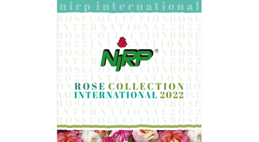 NIRP · Catalogue · Cut Roses Collection INTERNATIONAL 2022
