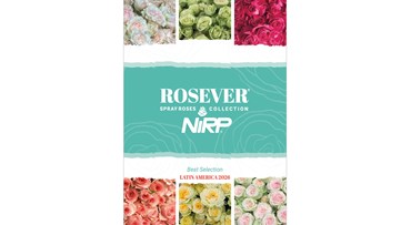 Catalogue ROSEVER® Spray Roses Collection 2026 - LATIN AMERICA