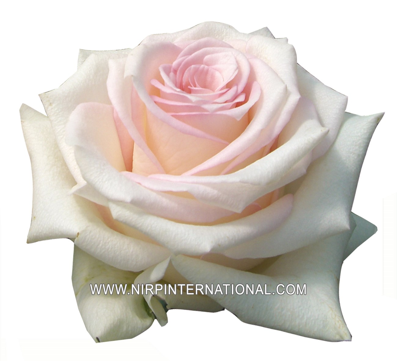 Cut Flower Rose Varieties Best Flower Site