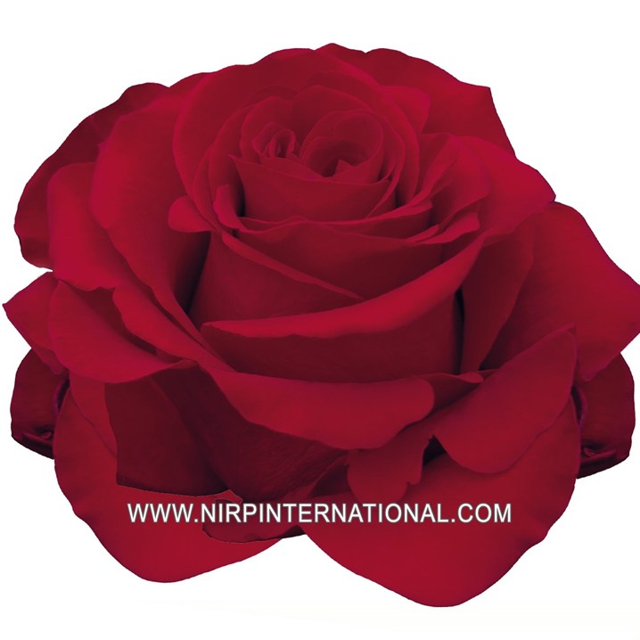 NIRP assortment of our cut rose varieties