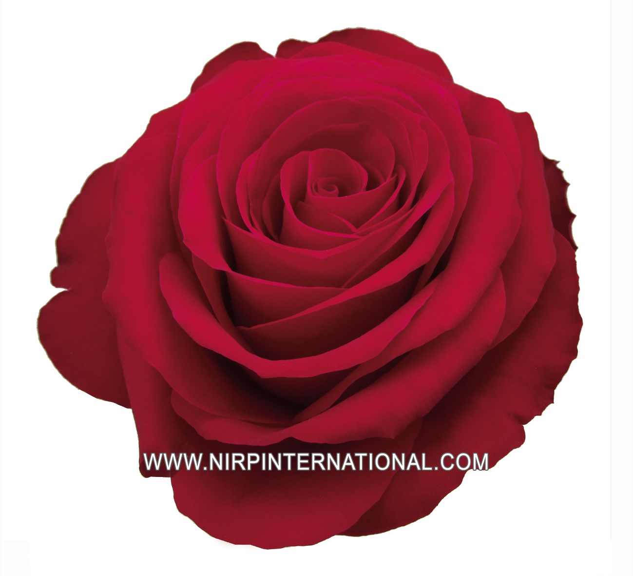 Nift Roses PRIVILEGE® - Nirp