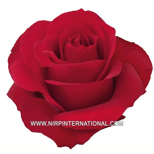Royal Red Roses ROYAL RED® - Nirp