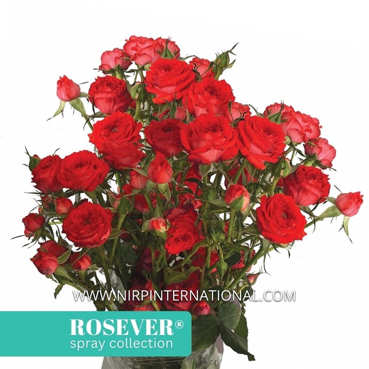 CANDY ROSEVER®