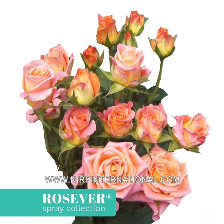 OLYMPIC ROSEVER®