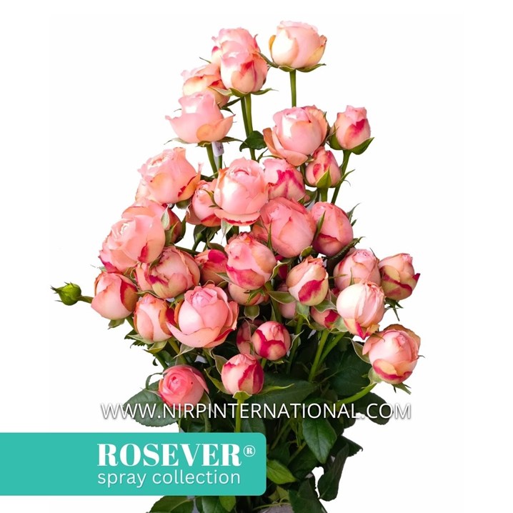 PARIS ROSEVER®