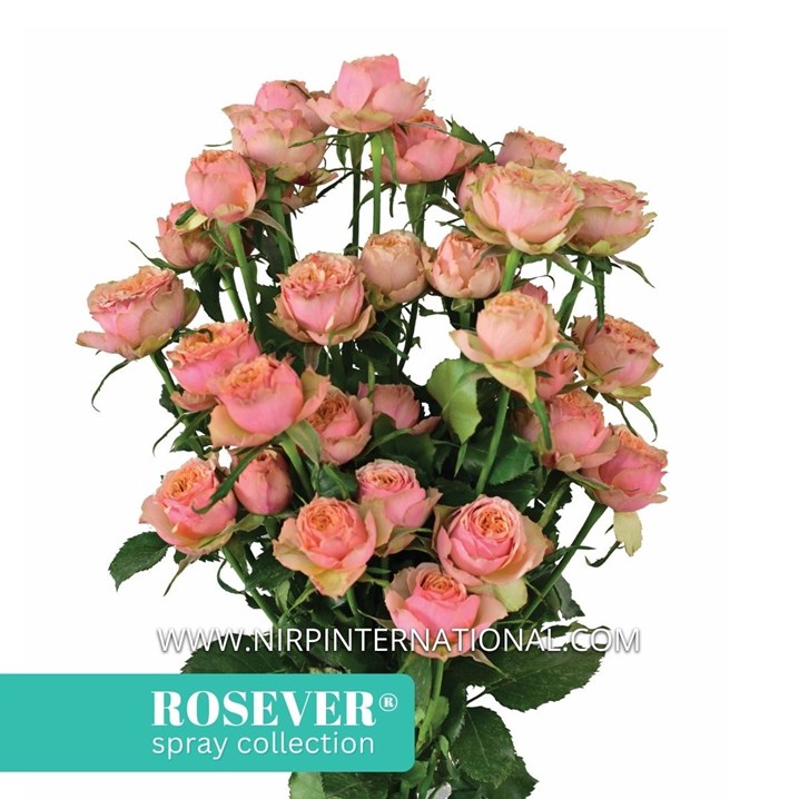 PONY ROSEVER®