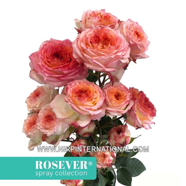 ROMANTIC ROSEVER®