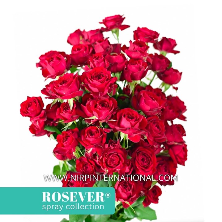 ROUGE ROSEVER®