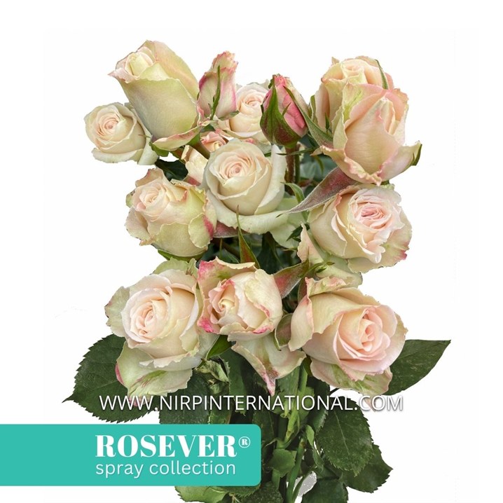 SAHARA ROSEVER®