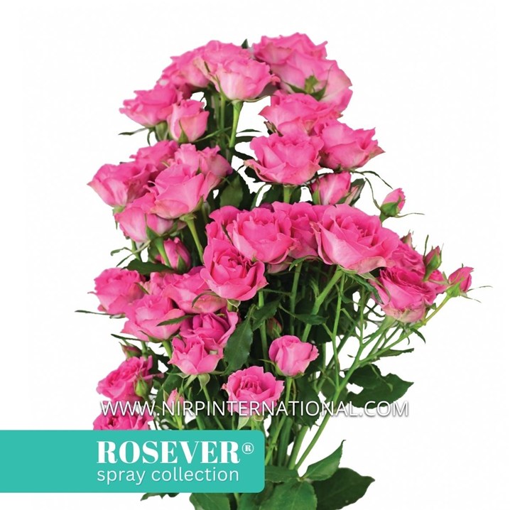 SHOCKING ROSEVER®