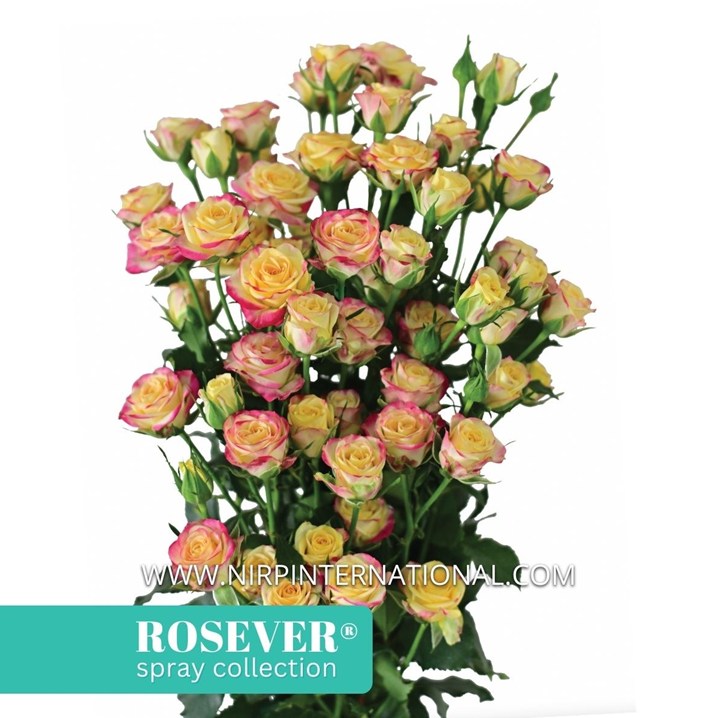 SMART ROSEVER®