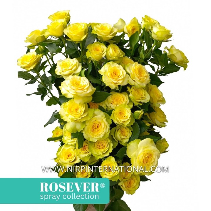 SOLEIL ROSEVER®