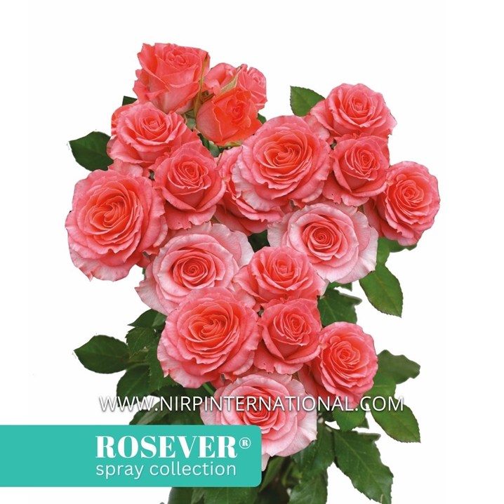 SPLENDID ROSEVER®