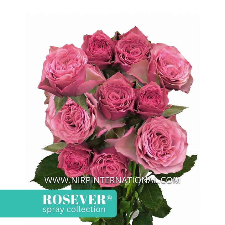 VINTAGE ROSEVER®