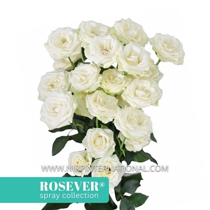 VIRGIN ROSEVER®