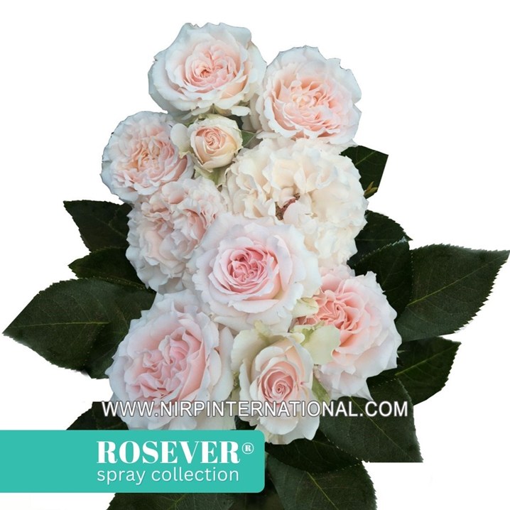 WEDDING ROSEVER®