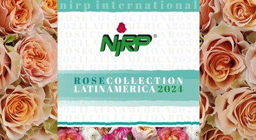 Unser neuer Katalog von Schnittrosen-Sorten: ROSE COLLECTION · LATIN AMERICA  2024