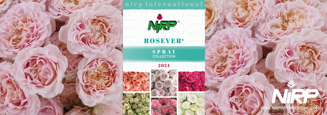 Nuestro nuevo catálogo de Variedades de Rosas Spray: ROSEVER® Spray Collection 2024