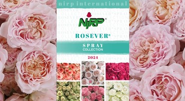Unser neuer Katalog von Sprayrosen-Sorten: ROSEVER® Spray Collection 2024