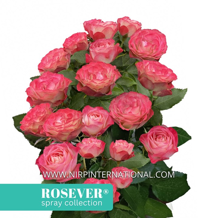 ANTIQUE ROSEVER®