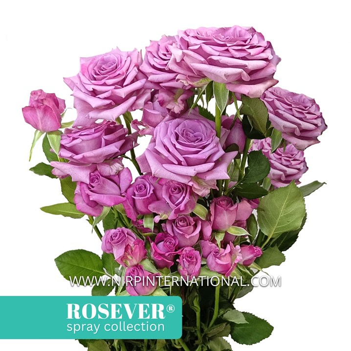 ASTRAL ROSEVER®