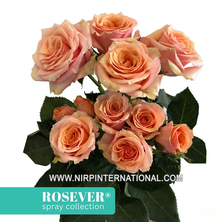 BABY ROSEVER®