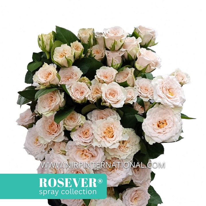 BRIDAL ROSEVER®