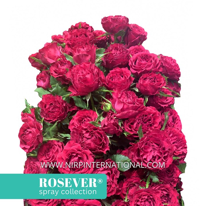 CERISE ROSEVER®