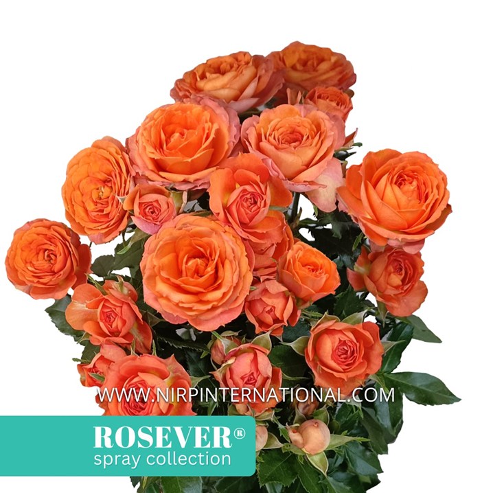 DRAGON ROSEVER®