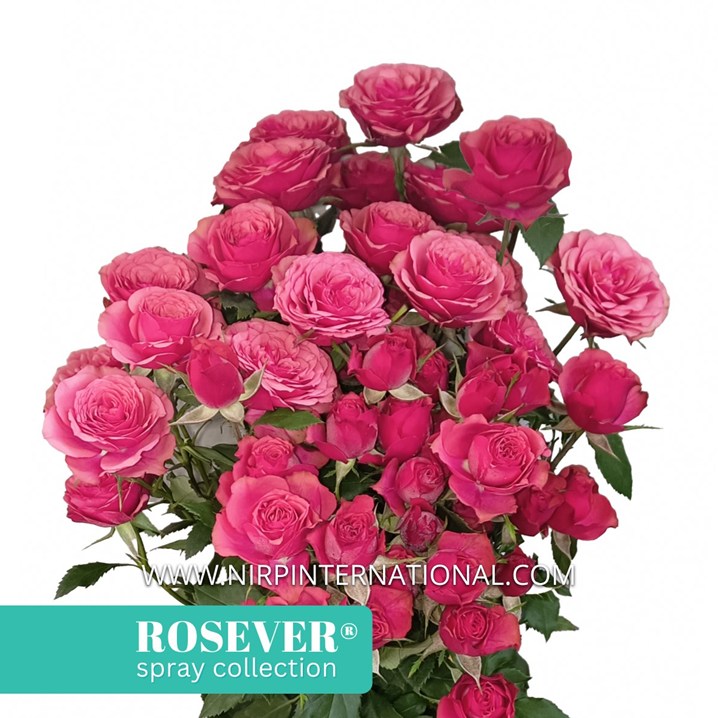 ENGLISH ROSEVER®