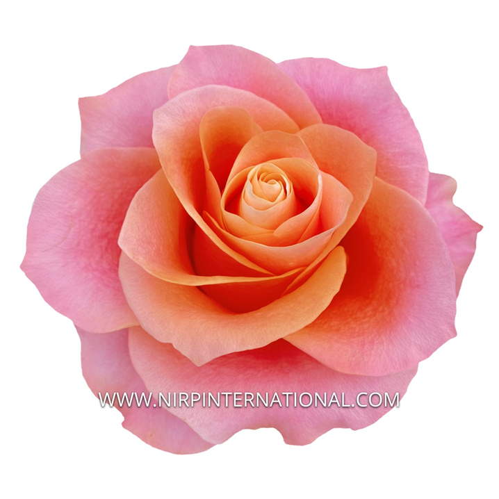 HIBISCUS®