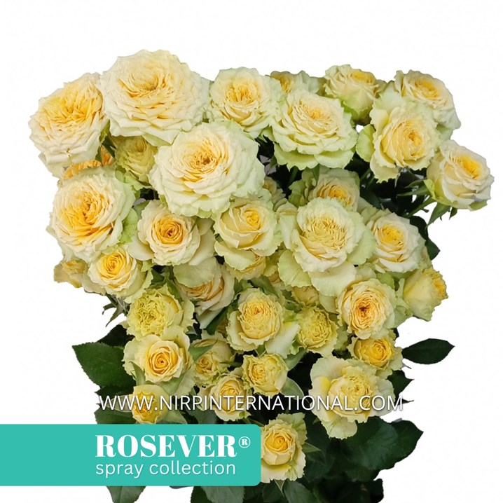 LUNA ROSEVER®