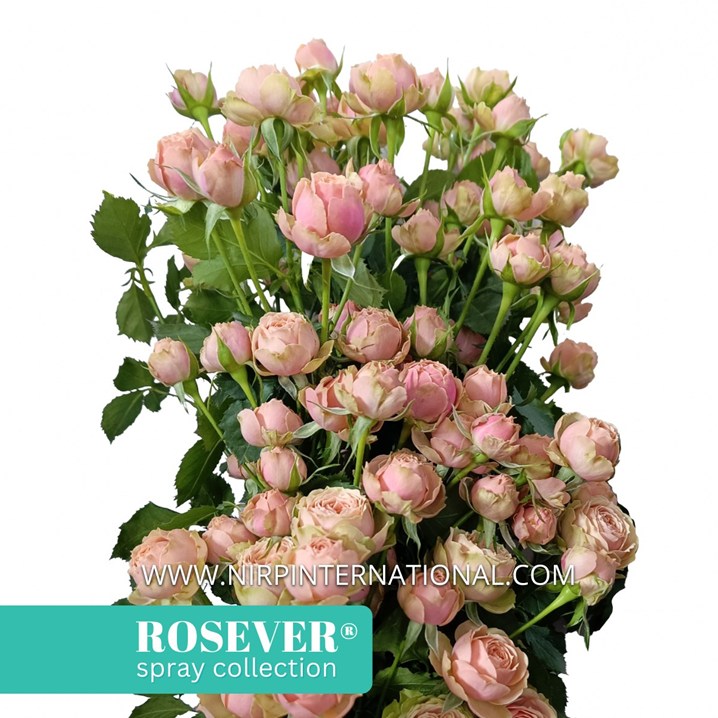 NEW PONY ROSEVER®