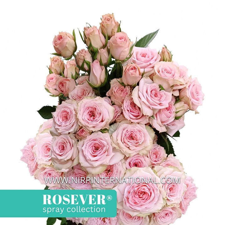 NOBLE ROSEVER®