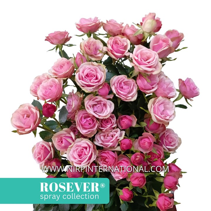 PERFECT ROSEVER®