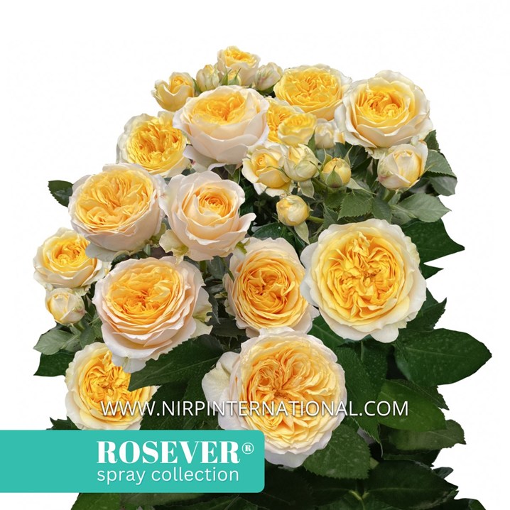 ROYAL ROSEVER®