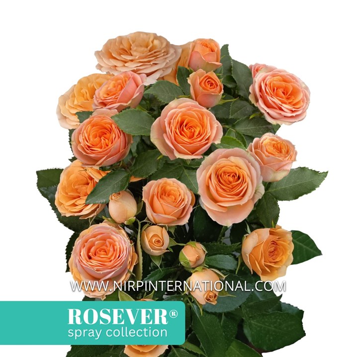 SAFARI ROSEVER®