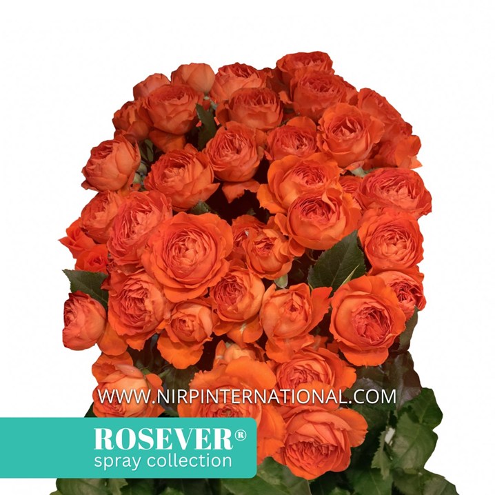 SUMMER ROSEVER®