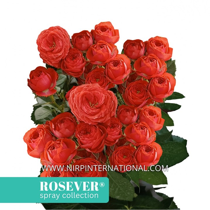 TUSCANY ROSEVER®