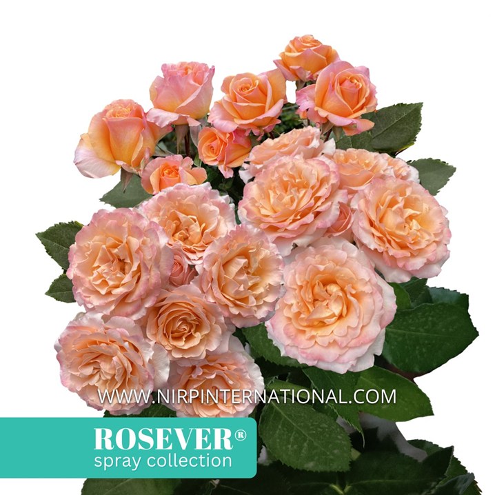 VANITY ROSEVER®