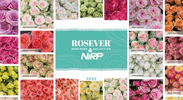 Il nostro nuovo catalogo di Rose Spray: ROSEVER® Spray Collection 2025