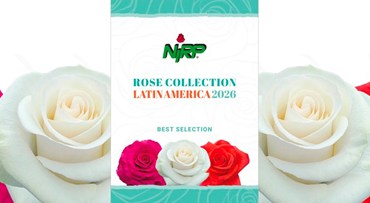 Unser neuer Katalog von Schnittrosen-Sorten: ROSE COLLECTION · LATIN AMERICA 2026