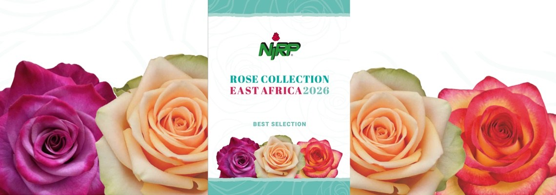 Our new catalogue of Cut Rose varieties: ROSE COLLECTION · EAST