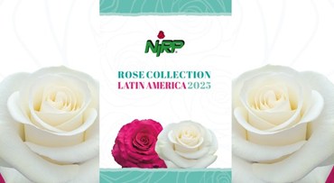 Our new catalogue of Cut Rose varieties: ROSE COLLECTION · LATIN AMERICA 2026