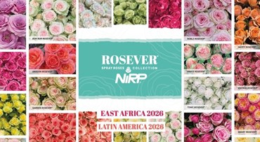 Our new catalogue of Spray Varieties: ROSEVER® Spray Collection 2026