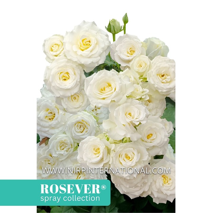 FLAMBEAU ROSEVER®