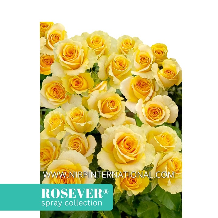 SOLAR ROSEVER®