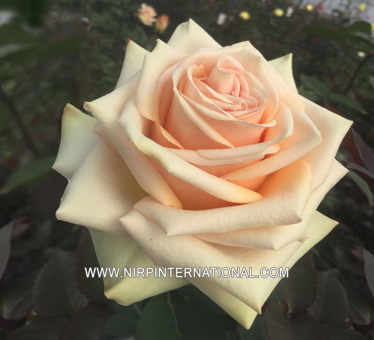Desert Rose® Nirp